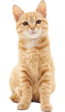 TIL-Cat-Orange A young tabby cat looking up after eating grain free wet cat food available at Tilley's Pet Supplies.