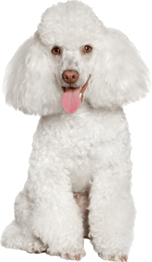 TIL-Dog-Poodle A white poodle with its tongue hanging out after eating grain-free dog food available at Tilley's Pet Supplies.